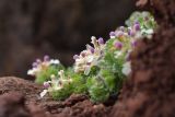 Teucrium pyrenaicum. Цветущее растение на скальном уступе. Испания, Кантабрия, Cabarceno Natural Park, железорудные скальные обнажения. 12.06.2012.