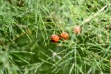 Asparagus officinalis