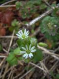 Stellaria neglecta. Соцветие. Краснодарский край, Кущёвский р-н, станица Шкуринская, пустыри. 17.04.2009.