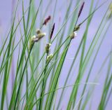 Carex concolor