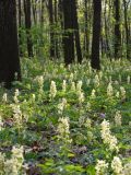 Corydalis marschalliana