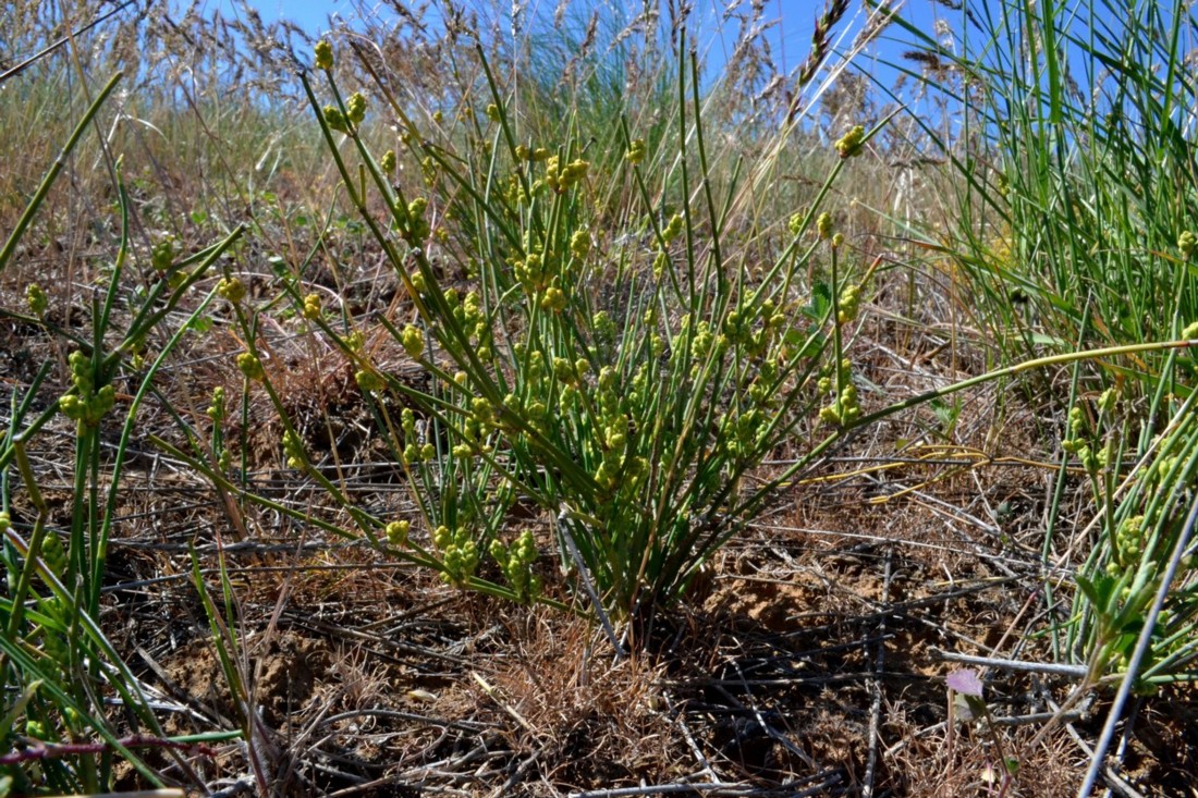 Изображение особи Ephedra distachya.