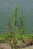 Rumex stenophyllus