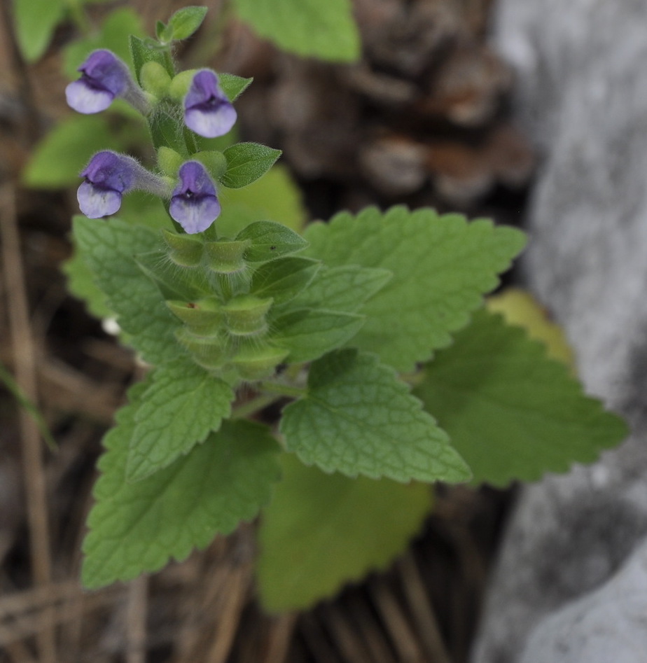 Изображение особи Scutellaria rupestris ssp. olympica.