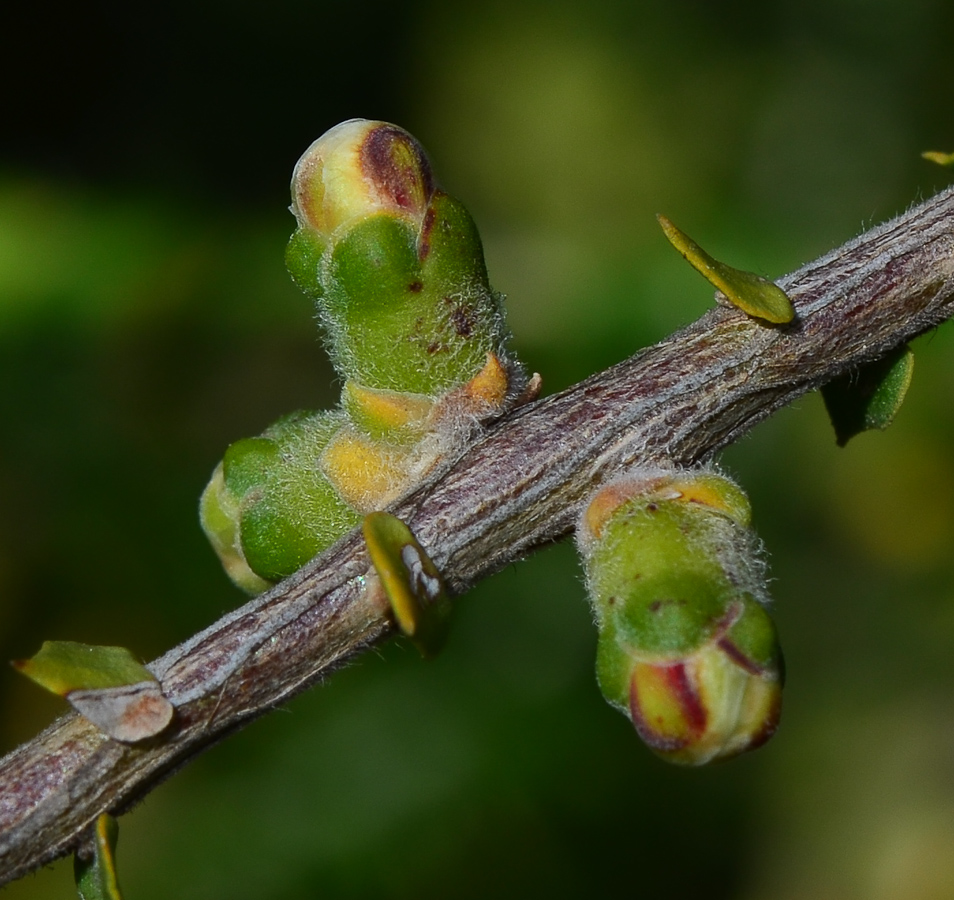 Изображение особи Melaleuca cardiophylla.