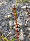 Rumex halacsyi