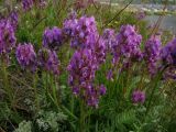 Oxytropis strobilacea