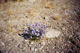 Campanula rotundifolia