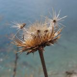 Jurinea blanda форма integrifolia. Соплодие с разлетающимися семянками. Краснодарский край, м/о г. Геленджик, окр. села Кабардинка, гора Дооб, приморский склон. 23.07.2014.