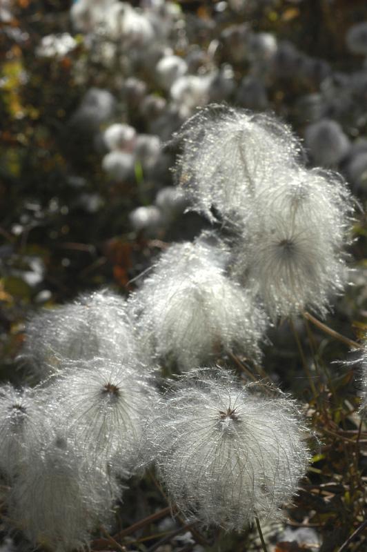 Изображение особи Clematis tangutica.