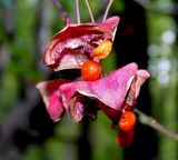 Euonymus latifolius