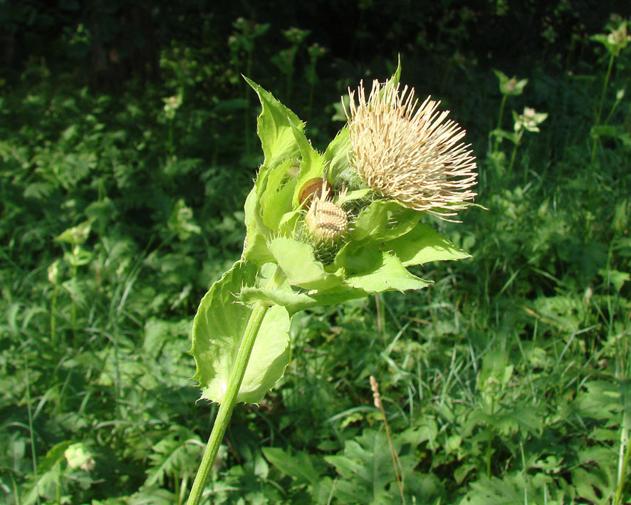 Изображение особи Cirsium oleraceum.