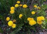 Taraxacum officinale