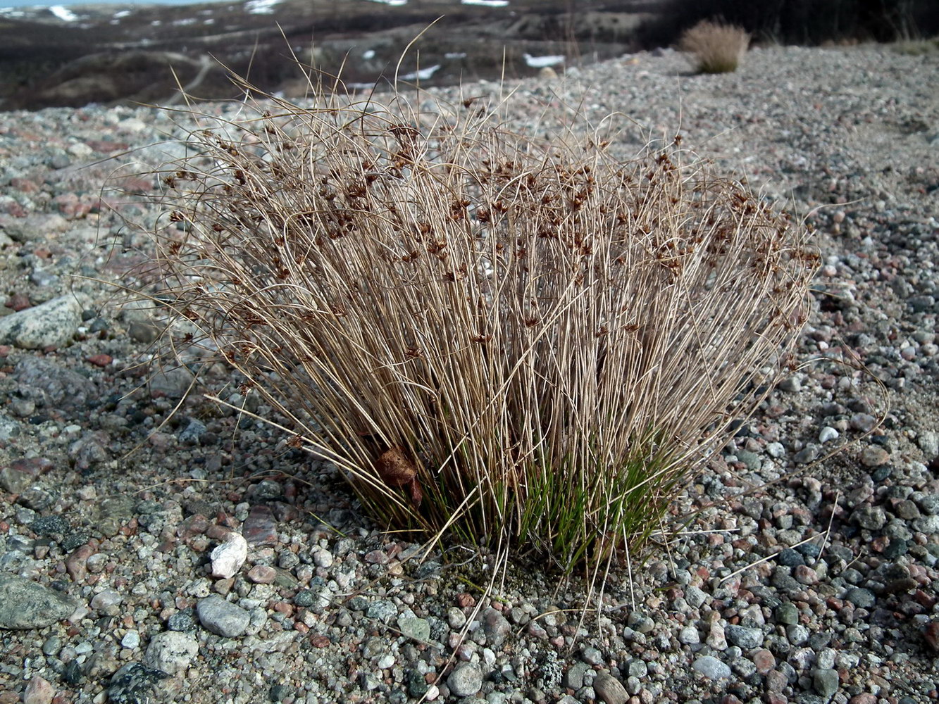 Изображение особи Juncus trifidus.