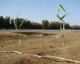 Phragmites altissimus. Часть наступающего плагиотропного побега с отрастающими ортотропными побегами. Краснодарский край, г. Усть-Лабинск, берег р. Кубань, сезонная отмель. 25.09.2015.