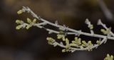 Artemisia sieberi