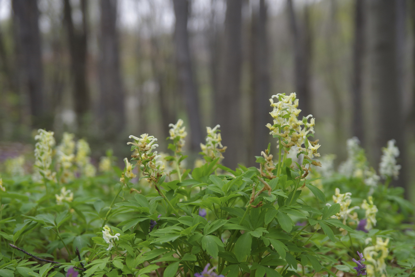 Изображение особи Corydalis cava.