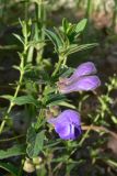 Scutellaria scordiifolia