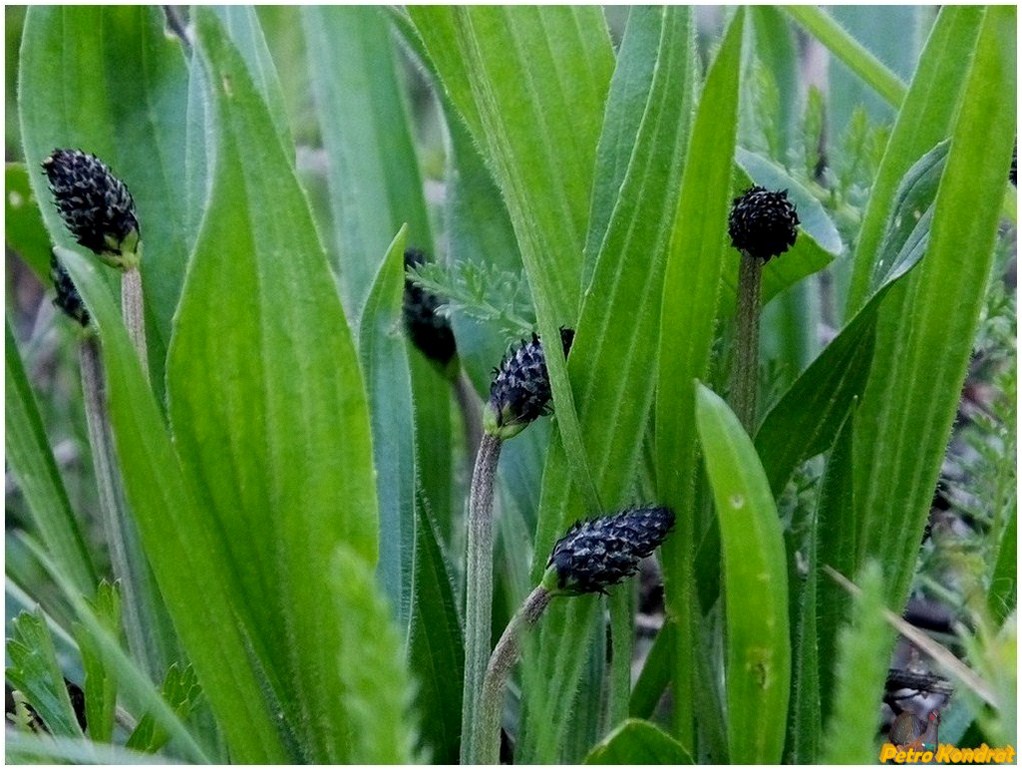 Изображение особи Plantago lanceolata.