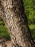 Cotinus coggygria. Часть ствола. Украина, г. Запорожье, балка Щавелевая, северо-восточная часть, край древесных насаждений. 06.05.2017.