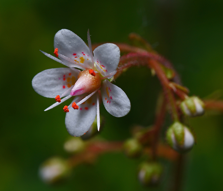 Изображение особи Saxifraga umbrosa.