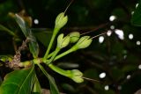 Barringtonia asiatica. Соплодие с завязавшимися плодами внутри чашечек на верхушке побега. Таиланд, о-в Пхукет, курорт Карон, в культуре (?). 14.01.2017.