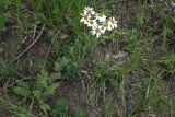 Pyrethrum corymbosum