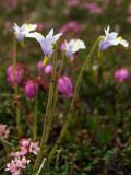 Pinguicula spathulata. Верхушки цветущих побегов с сидящей мухой. Магаданская обл., окр. г. Магадан, п-ов Старицкого, сопка Марчеканка, нивальная лужайка. 26.06.2016.