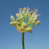 Allium dasyphyllum