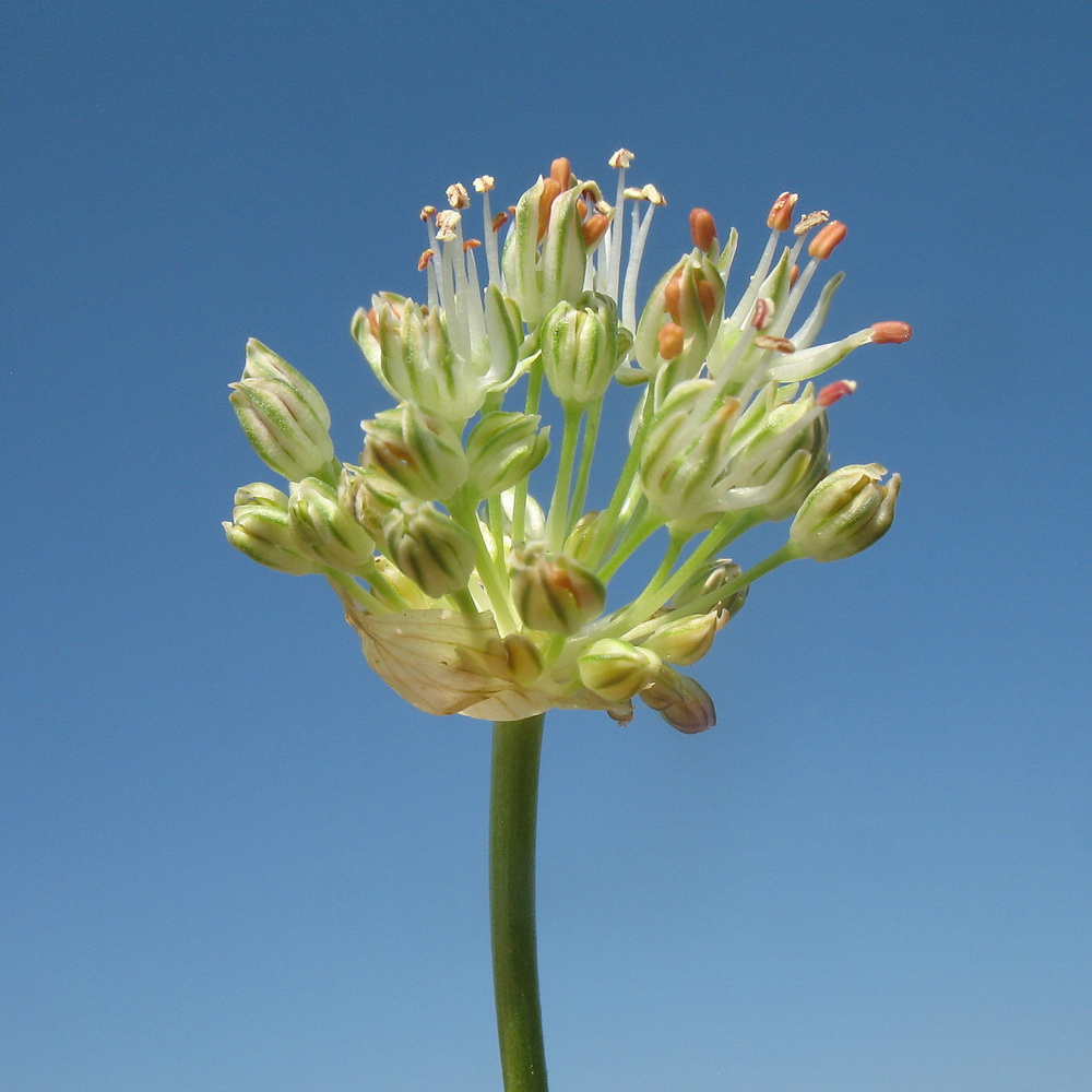 Изображение особи Allium dasyphyllum.