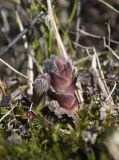 Astragalus frigidus. Разворачивающиеся молодые побеги. Окр. г. Мурманска, влажная ложбина в кустарничково-лишайниковой тундре, заросли кустарниковых ив. 26.05.2018.