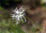 Dianthus arenarius