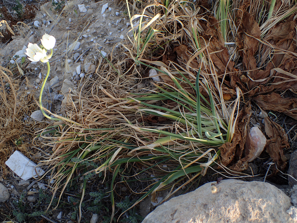 Изображение особи Ornithogalum arabicum.