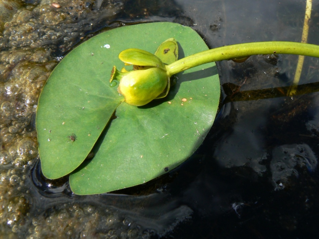 Изображение особи Nuphar pumila.