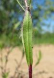 Silene tatarica. Лист (вид снизу). Архангельская обл., Холмогорский р-н, окр. пос. Усть-Пинега, берег р. Пинега. 16.06.2014.