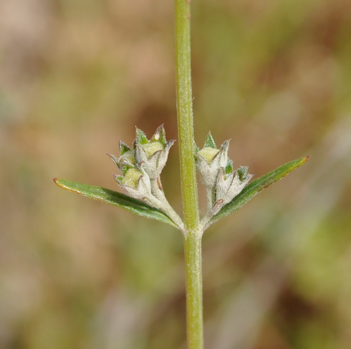 Изображение особи Teucrium creticum.