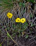 Ranunculus lasiocarpus. Цветущее растение. Алтай, Кош-Агачский р-н, долина р. Нарын-Гол, северный берег озера Киндыктыкёль, ≈ 2200 м н.у.м, горная тундра. 15.06.2019.