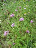 Centaurea jacea