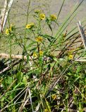 Bidens variety radiata