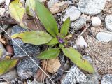 Pulmonaria mollis