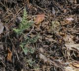 Echinops davuricus. Вегетирующее растение и сухие листья прошлого года. Свердловская обл., Нижнетагильский р-н, подножие камня Писаный, крутой склон. 01.05.2019.