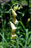 Digitalis grandiflora