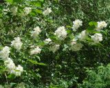 Philadelphus tenuifolius. Ветвь с соцветиями. Иркутская обл., Иркутск, городской сквер, в культуре. 08.06.2020.