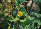 Sonchus oleraceus