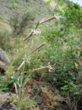 Silene longicalycina