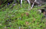 Polygala tenuifolia. Верхушки цветущих побегов. Приморский край, Октябрьский р-н, окр. с. Заречное, гора Сенькина Шапка, на южном остепнённом склоне у вершины горы. 27.06.2021.