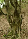 Parrotia persica