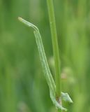 Rumex acetosa