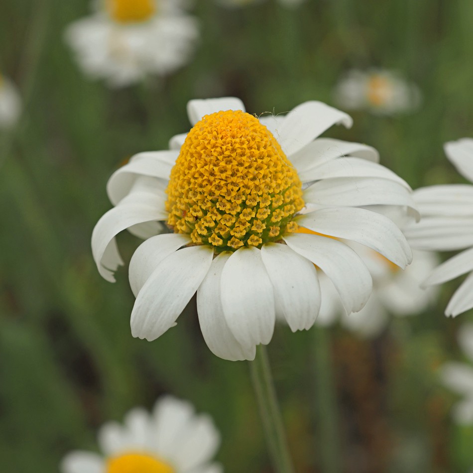 Изображение особи Anthemis ruthenica.