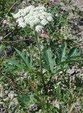 Heracleum dissectum